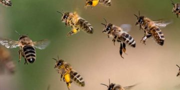 হঠাৎ মৌমাছির আক্রমণ