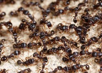 প্রাগৈতিহাসিক পিঁপড়ার সন্ধান পেলো বিজ্ঞানীরা