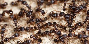 প্রাগৈতিহাসিক পিঁপড়ার সন্ধান পেলো বিজ্ঞানীরা