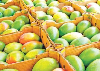 প্রথমবার চীনে গেল আম