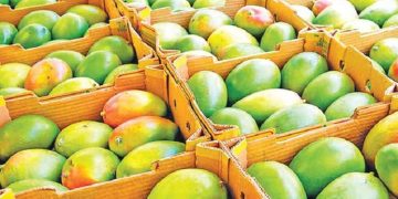 প্রথমবার চীনে গেল আম