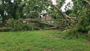 শেষ হলো একটি যুগের, শতবর্ষীয় বটবৃক্ষের বিদায়