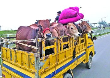 পশুর হাটে যাওয়ার পথে গাড়ি থামানো হলে ব্যবস্থা