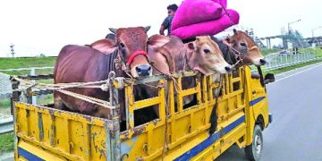 পশুর হাটে যাওয়ার পথে গাড়ি থামানো হলে ব্যবস্থা