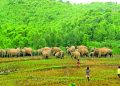 শেরপুরে বন্যহাতির তান্ডবে আতঙ্কিত পাহাড়ের জনপদ