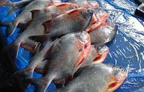 চাষ হচ্ছে ‌‘পিরানহা’, ‘রূপচাঁদা’ বলে দেদারসে বিক্রি