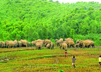 শেরপুরে বন্যহাতির তান্ডবে আতঙ্কিত পাহাড়ের জনপদ