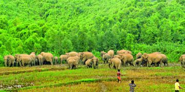 শেরপুরে বন্যহাতির তান্ডবে আতঙ্কিত পাহাড়ের জনপদ