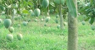 নওগাঁয় আম পাড়া শুরু ২২ মে