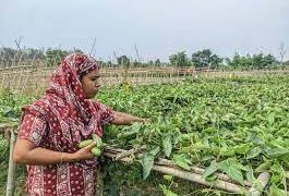 মাচায় পটল চাষে নারী উদ্যোক্তার সাফল্য