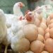 কমেছে মুরগির দাম, বেড়েছে ডিমের