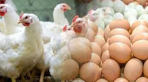 কমেছে মুরগির দাম, বেড়েছে ডিমের