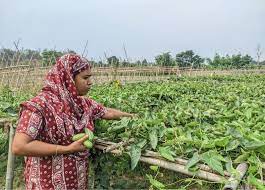 মাচায় পটল চাষে নারী উদ্যোক্তার সাফল্য