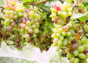 উঠানে আঙুর চমক