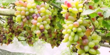 উঠানে আঙুর চমক