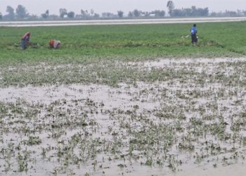 তিস্তার পানিতে ভেসে গেছে কৃষকের স্বপ্ন