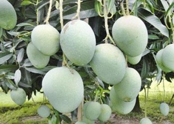 ২০ মে গোপালভোগ পাড়া শুরু