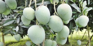 ২০ মে গোপালভোগ পাড়া শুরু