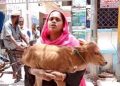 বিচারের আশায় বাছুর নিয়ে আদালতে গৃহবধু