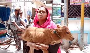 বিচারের আশায় বাছুর নিয়ে আদালতে গৃহবধু
