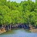 ফের সক্রিয় সুন্দরবনের দস্যু বাহিনী
