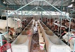 চাহিদা মিটবে দেশি গরুতেই