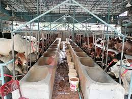 চাহিদা মিটবে দেশি গরুতেই