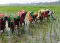 মজুরি বৈষম্যের শিকার নারী কৃষিশ্রমিক