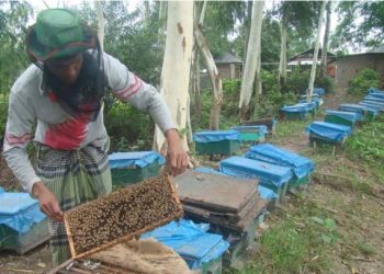 তিলের জমিতে মধু চাষ লাভবান কৃষক
