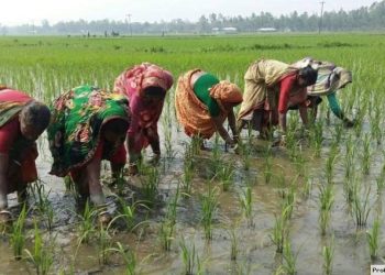 মজুরি বৈষম্যের শিকার নারী কৃষিশ্রমিক