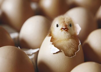 সন্ধিক্ষণ (এম এ ওয়াহাব)