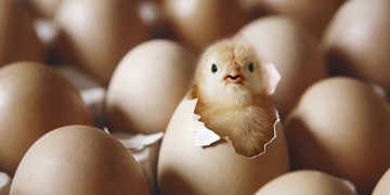 সন্ধিক্ষণ (এম এ ওয়াহাব)