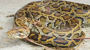 বসত ঘরে মিললো ১৪ ফুট দৈর্ঘ্যের বার্মিজ অজগর