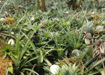 আনারস খেত নষ্ট করলেন