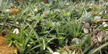 আনারস খেত নষ্ট করলেন