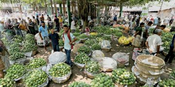 আমের ‘ঢলন’ প্রথায় ক্ষতিগ্রস্ত চাষি