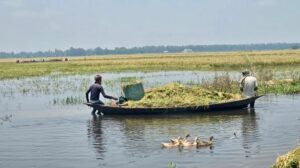চলনবিলের কৃষকদের স্বপ্ন এখন পানির নিচে
