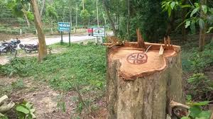 সাতছড়ি উদ্যান থেকে সেগুনগাছ কেটে নিয়ে গেছে