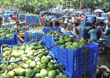 রাজশাহীতে আমের বাজারে ধস