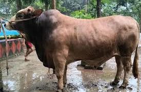 কুরবানির হাটে সেরা ‘মুরব্বি’