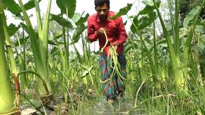 কচুর লতি চাষে তরুণ উদ্যোক্তাদের বাজিমাত