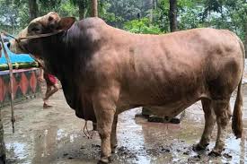 কুরবানির হাটে সেরা ‘মুরব্বি’