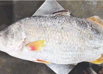 নদীতে ঝাঁকি জালে ধরা পড়ল ১৫ কেজি ওজনের কোরাল মাছ