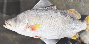 নদীতে ঝাঁকি জালে ধরা পড়ল ১৫ কেজি ওজনের কোরাল মাছ