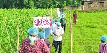 সবজির জমি যেন বিয়ে বাড়ি