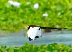 টাঙ্গাইলের জলাশয়ে টিকে থাকার লড়াইয়ে জলময়ূর