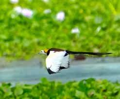 টাঙ্গাইলের জলাশয়ে টিকে থাকার লড়াইয়ে জলময়ূর