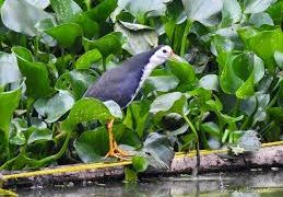 হারিয়ে যাচ্ছে কৃষি ও প্রাণ-প্রকৃতির বন্ধু ডাহুক
