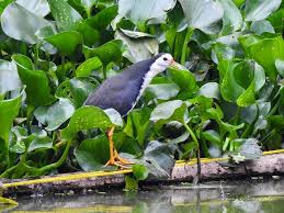 হারিয়ে যাচ্ছে কৃষি ও প্রাণ-প্রকৃতির বন্ধু ডাহুক