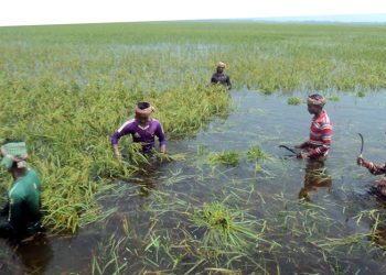 ফসল তোলার মুহূর্তে কুমিল্লায় ভেসে গেছে বিস্তীর্ণ কৃষিজমি